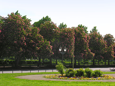 Foto Hofgarten