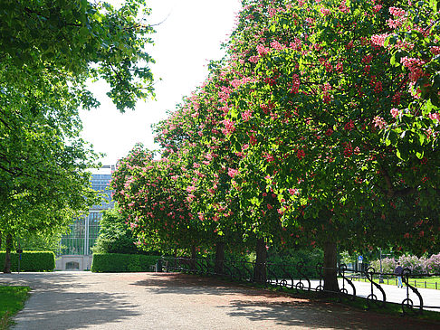 Foto Hofgarten