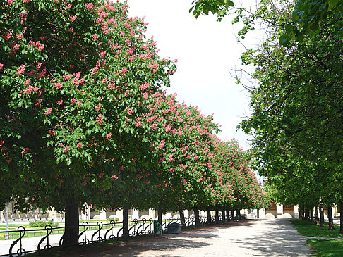 Foto Hofgarten